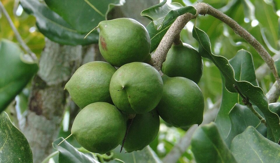 А вот король орехов в спелом виде.