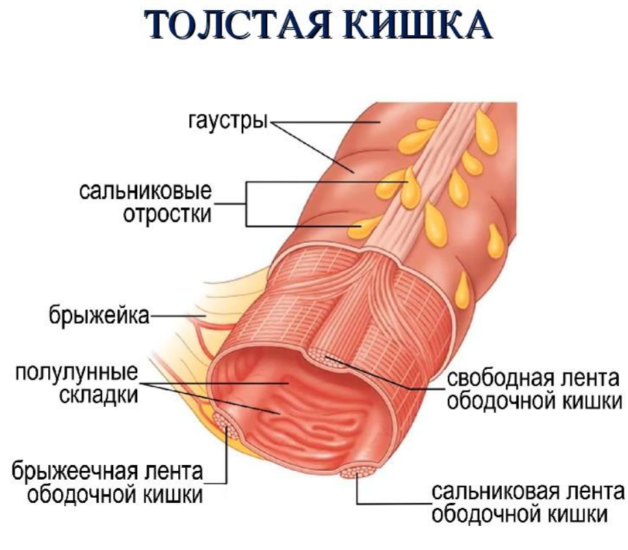 Брюшная полость и пищеварительная система: иллюстрации