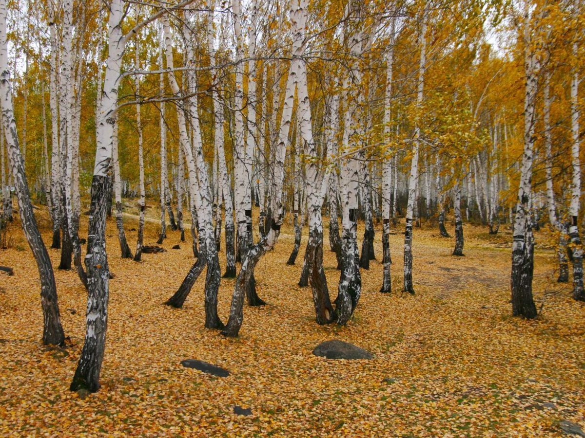 Карельская береза осенью