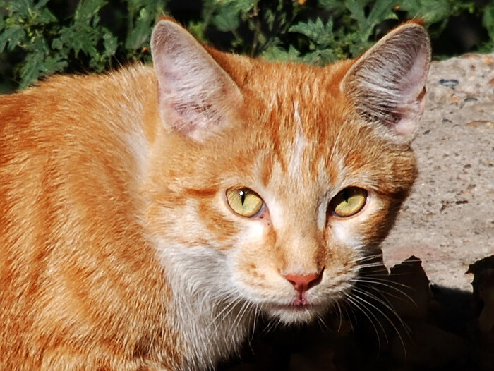 Просто кошка. Фото автора