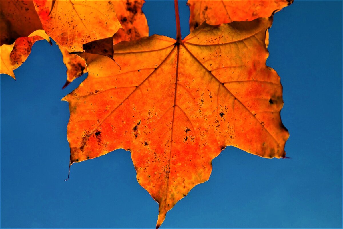  Лист клена. Фото с источника: https://clck.ru/Rir2G.