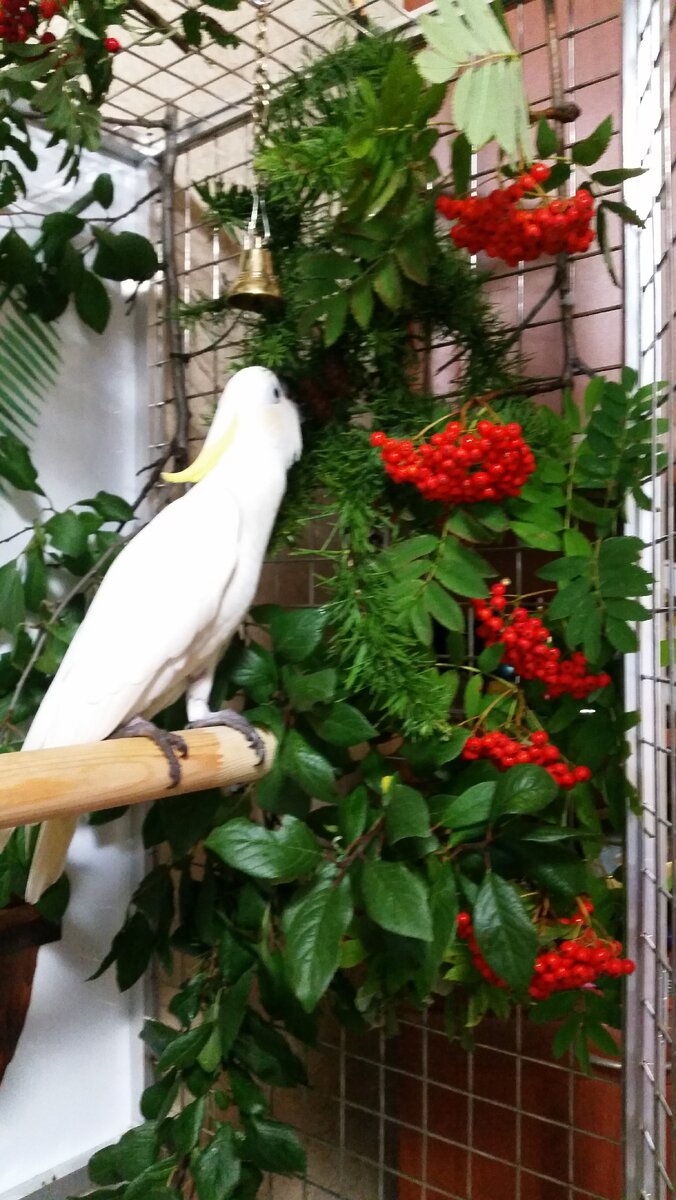 Какаду кушает веточку лиственницы