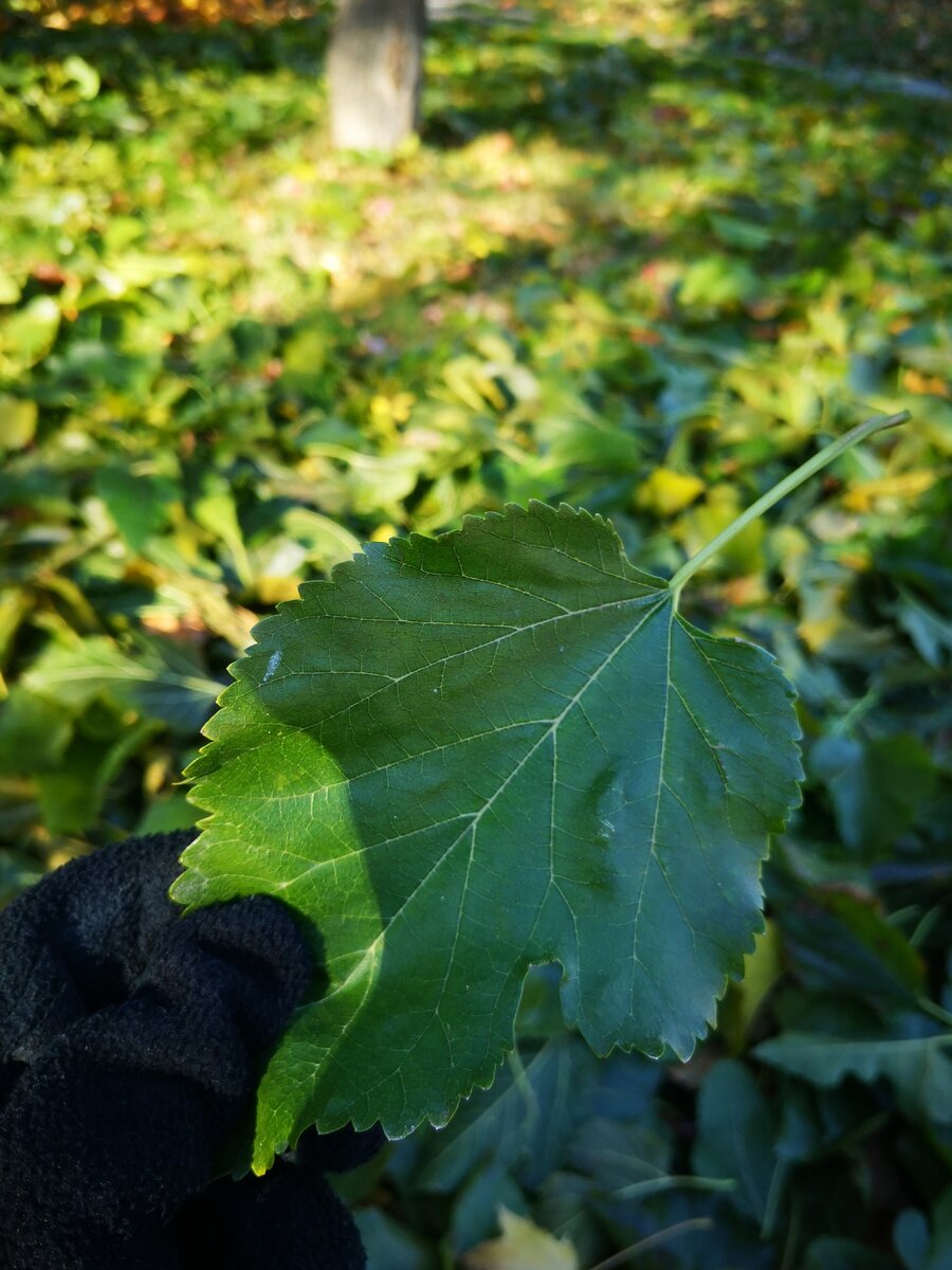 ШЕЛКОВИЦА плакучая (англ. white mulberry pendula) | Анастасия Смирнова |  Дзен