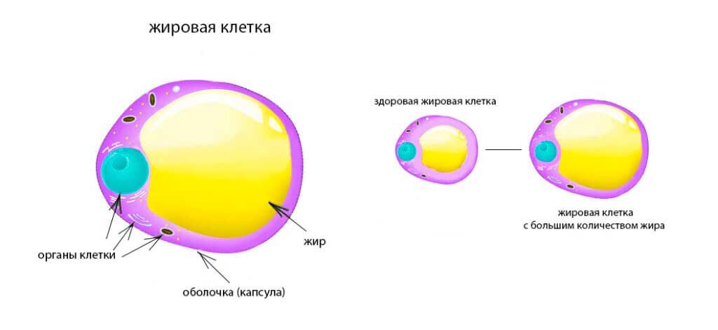 Источник фото:  https://clck.ru/S4pAj