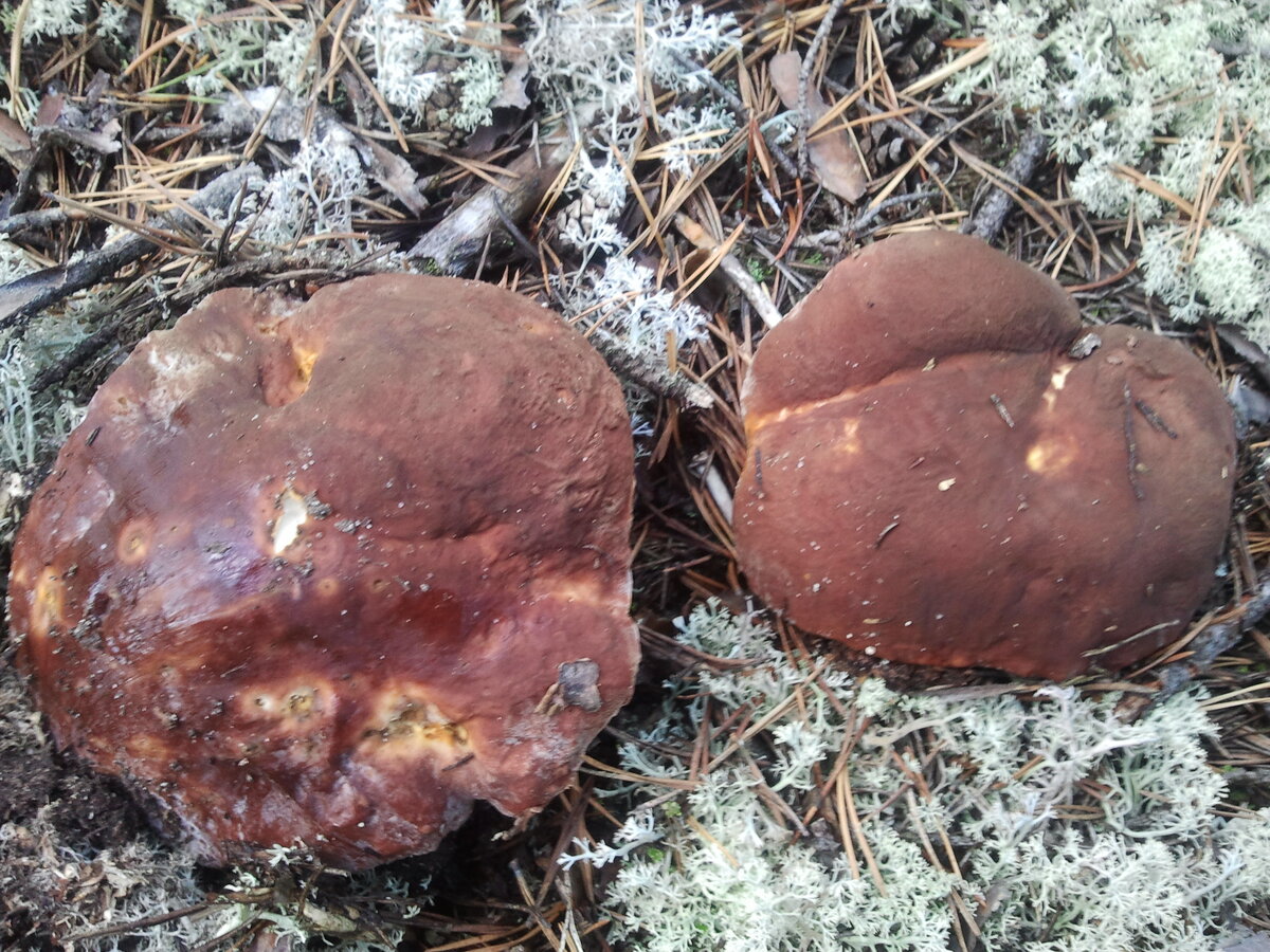 Собираем и сушим, замораживаем, отвариваем белые грибы осенью, а наслаждаемся вкусом всю зиму