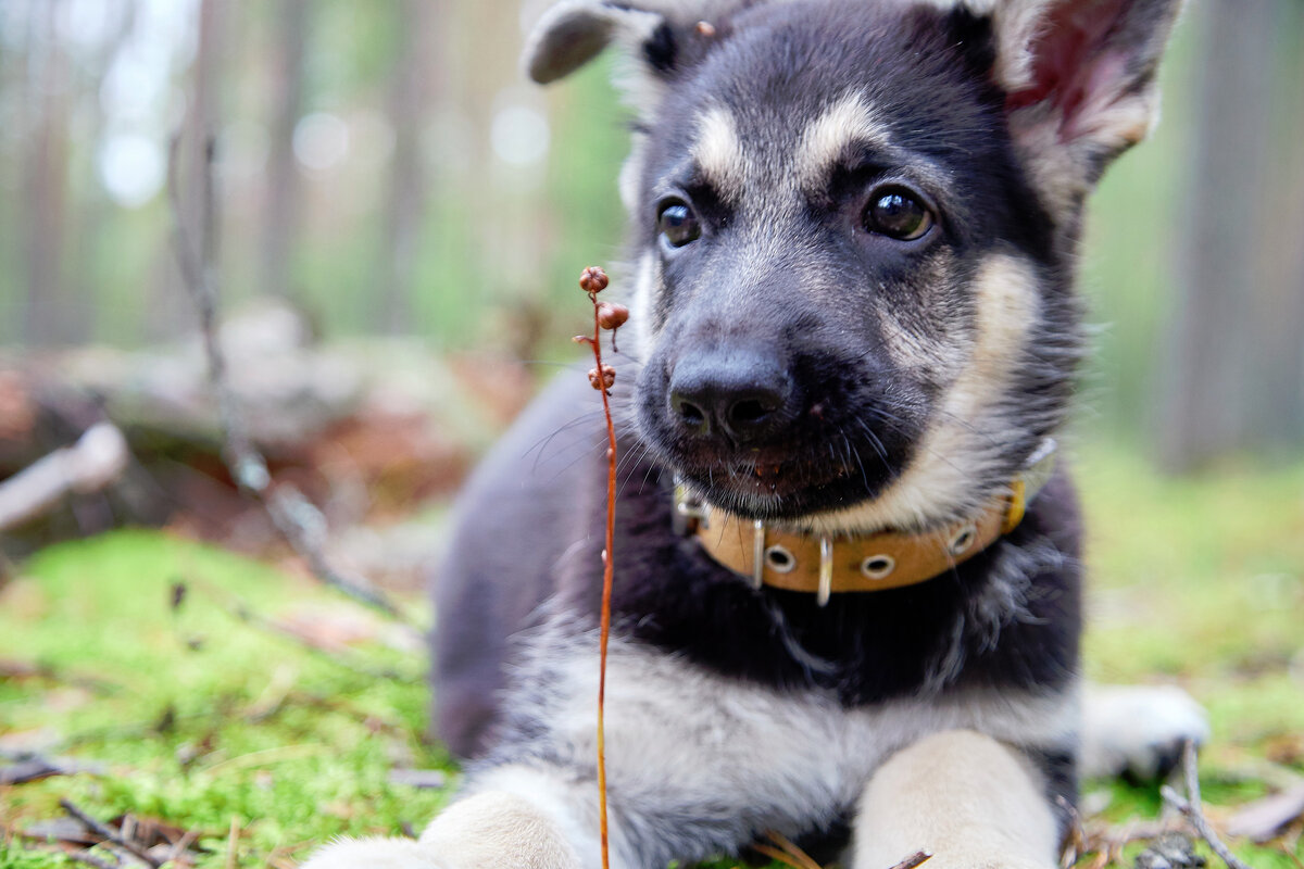 Дарику 1,5 месяца