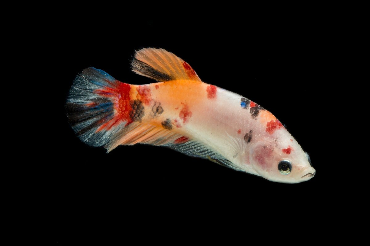 Рыбы не моргают.