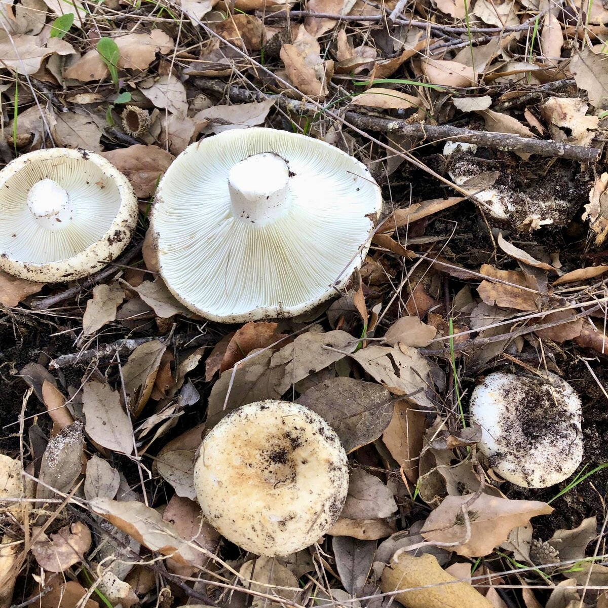 Выкапываем белые подгруздки на засолку