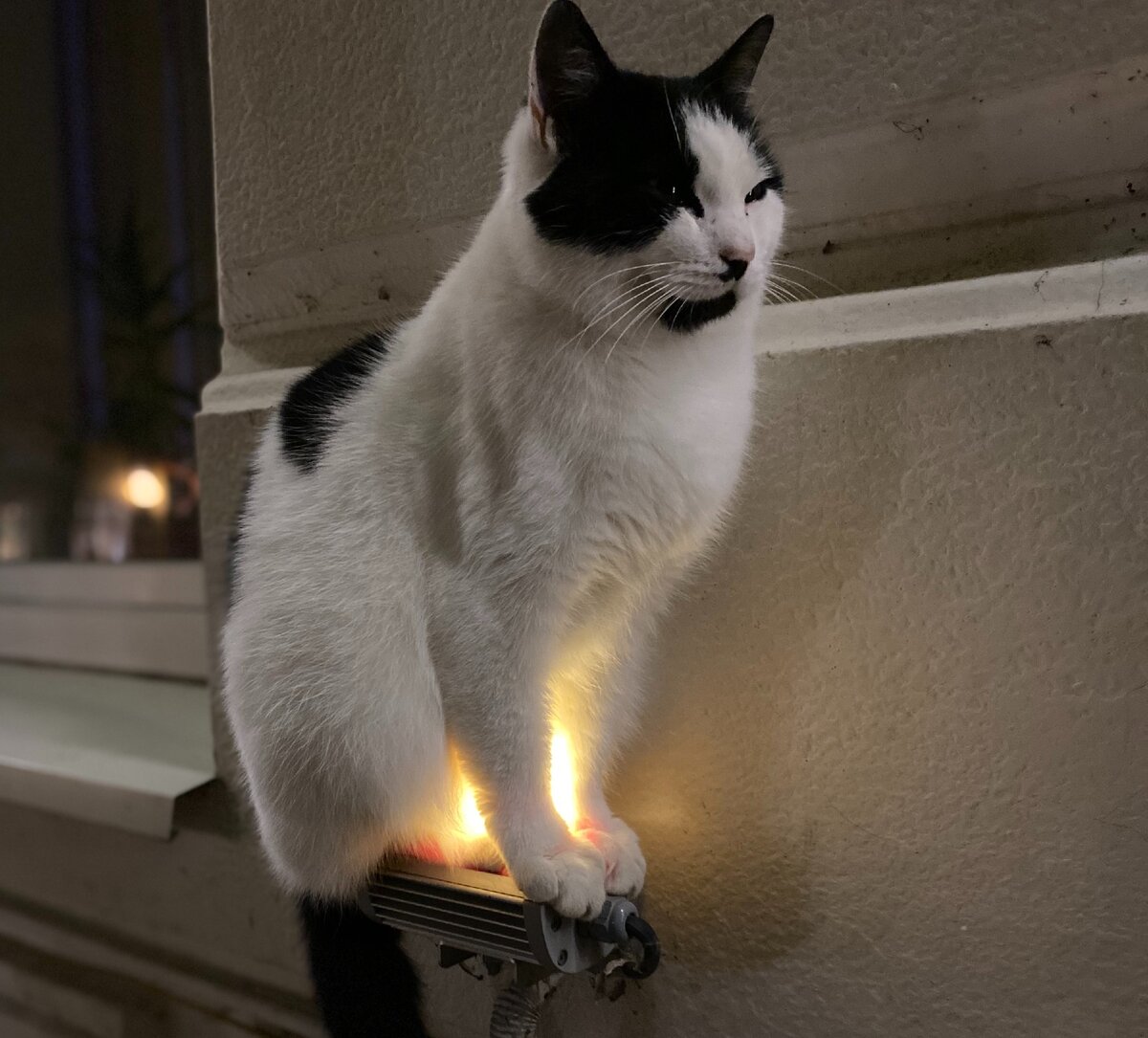 Котик-свечка