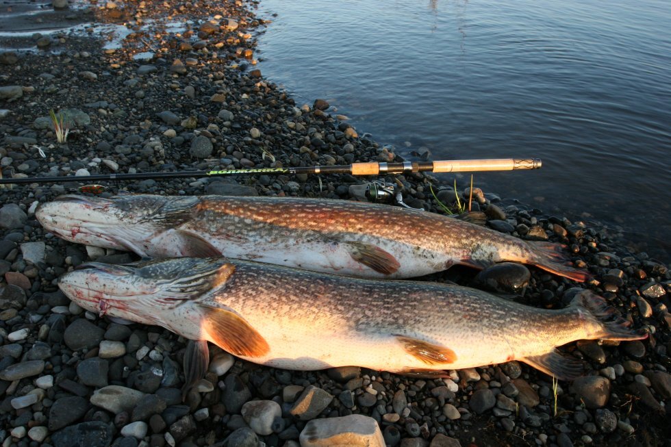 Будьте осторожны при употреблении рыбы и ее икры. Лучше перебдеть, чем недобдеть. Фото из открытых источников.