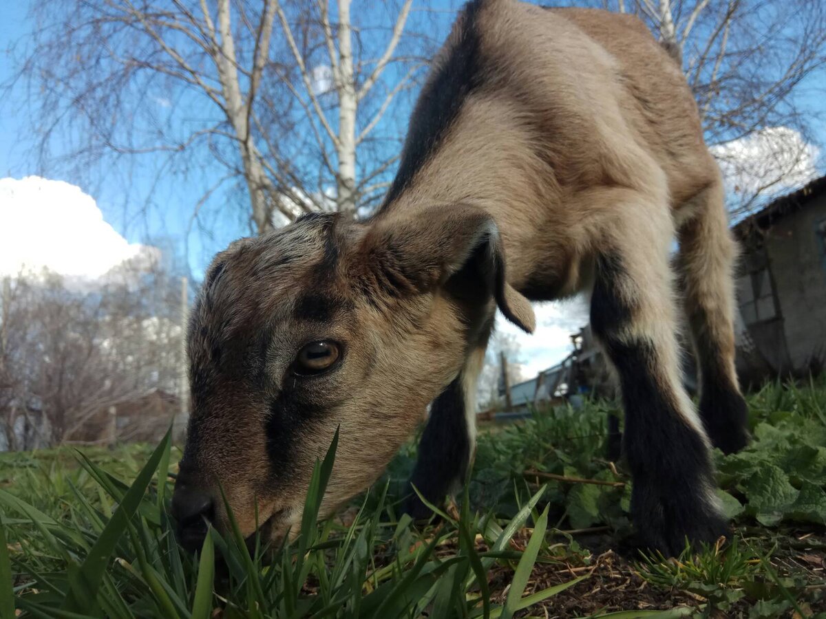 Козлёнок прошлого года-2020