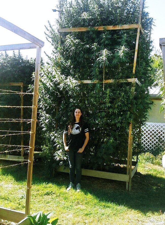 ВСЕМИРНЫЙ ЗАГОВОР ПРОТИВ КОНОПЛИ