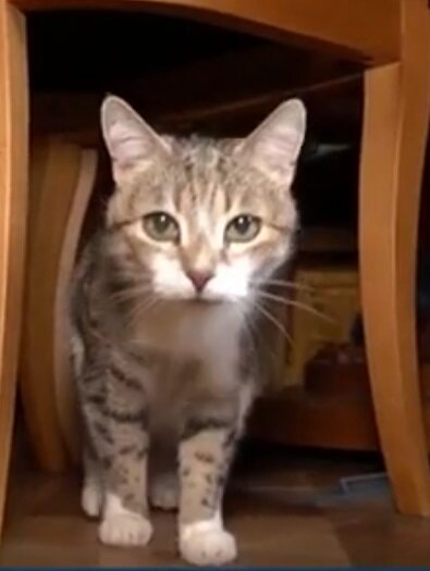 Кошка Муся