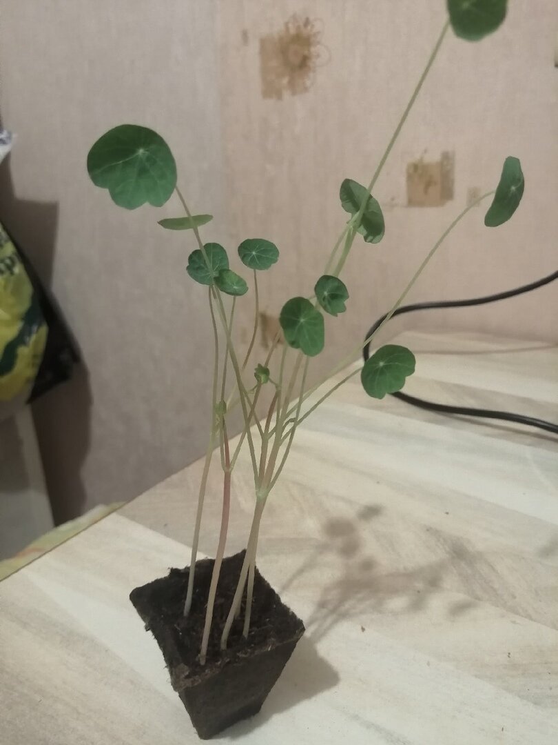 Уже выросла