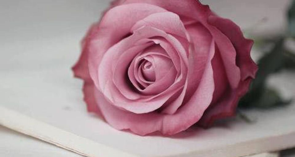 Пармская роза