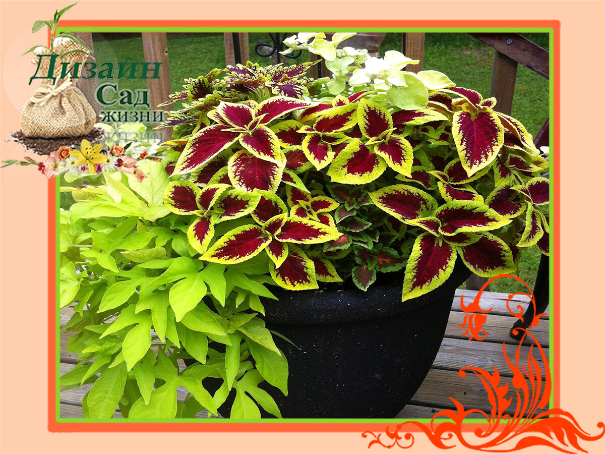 Колеус из семян