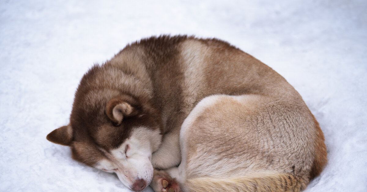 Изображение из Яндекса картинки