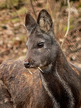 Кабарга - Олень с клыками, олень-вампир (C) WikiPedia