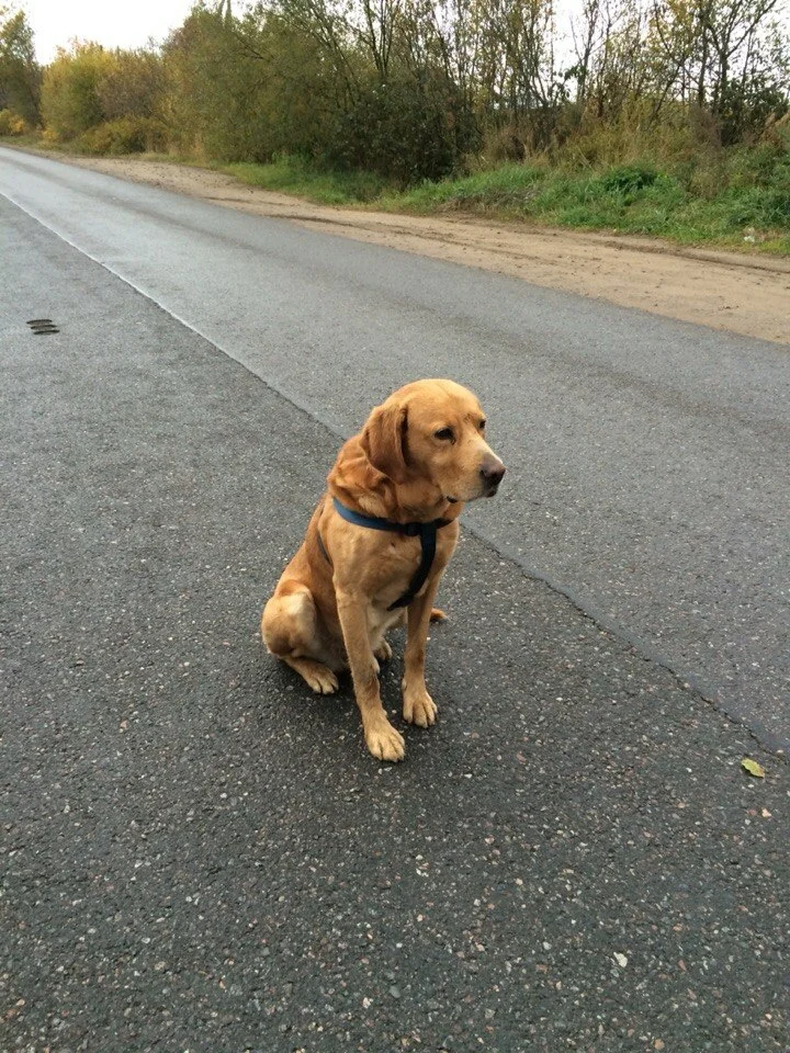 Собака забыла хозяина. Собака на дороге. Собака ждет. Собака ждет хозяина. Собака на улице.