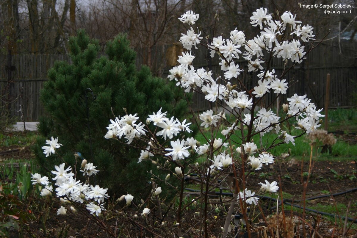 Магнолия звёздчатая (Magnolia stellata) цветёт до распускания листьев. Фото можно листать.