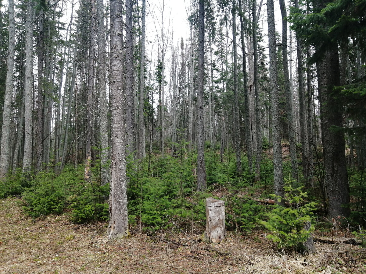 Молодые елочки растут на смену взрослым елям