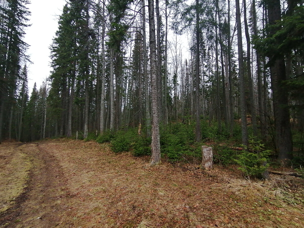 Молодые елочки