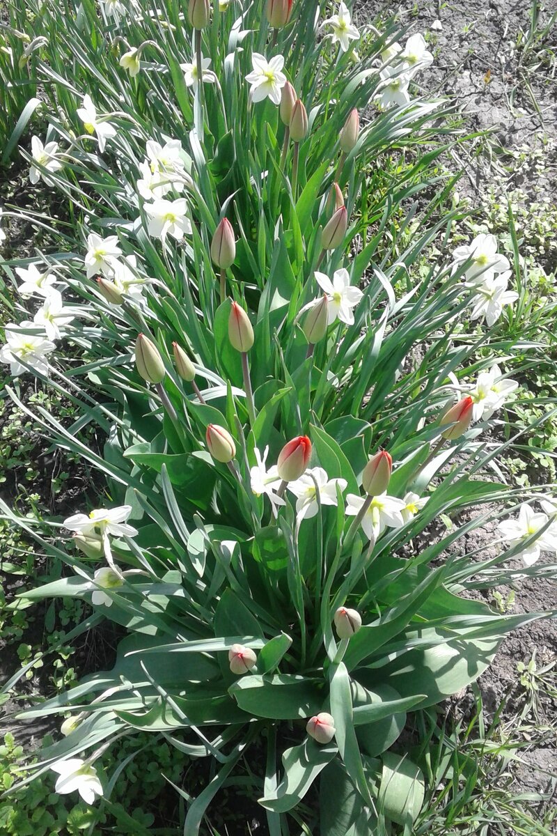 нарциссы с тюльпанами