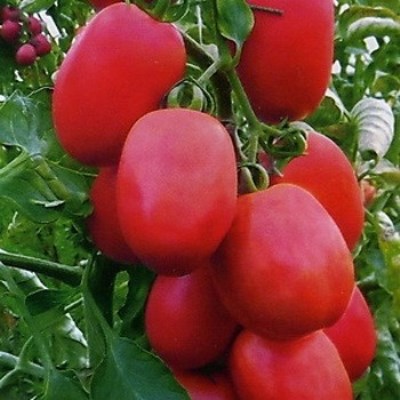 Toмaты. Kaк пoмeшaть cвoeму уpoжaю...1