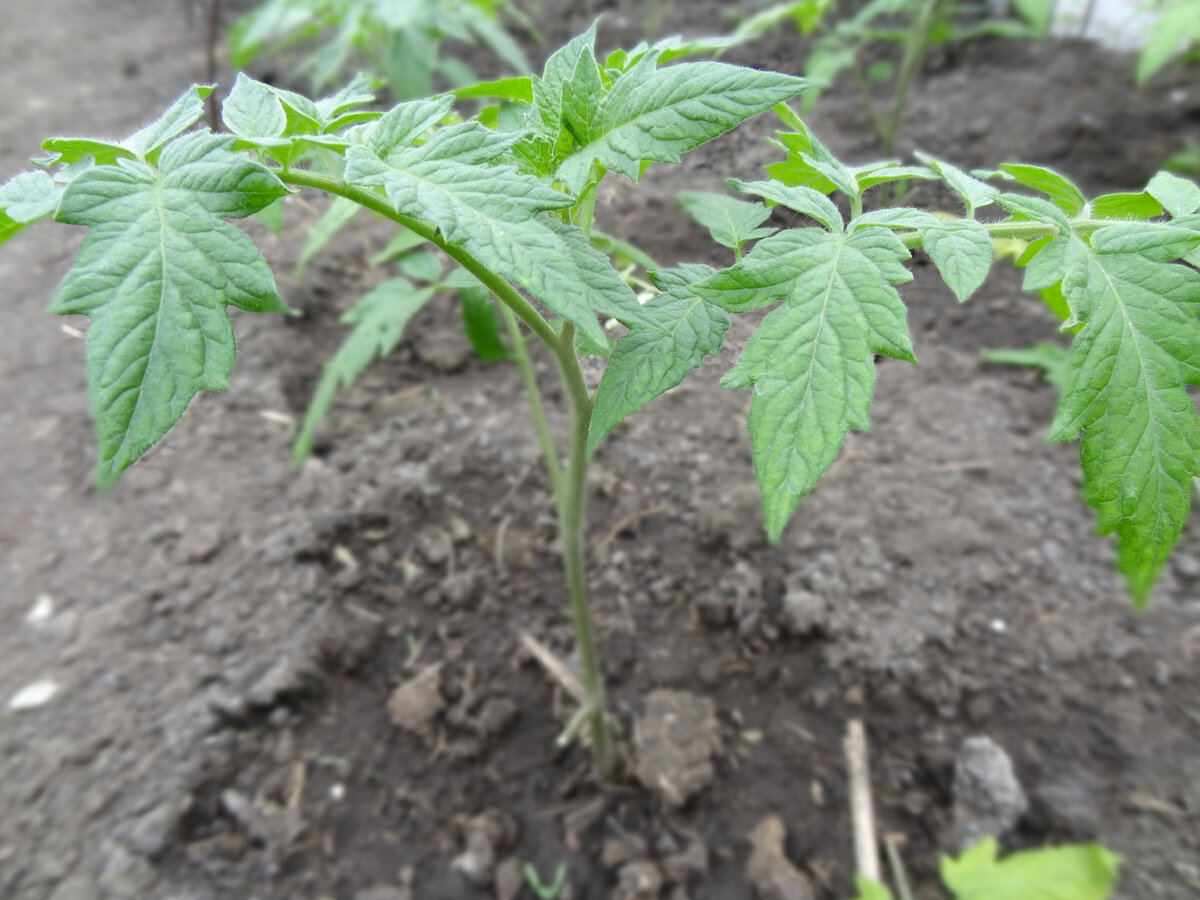 Томаты в самодельной пленочной теплице.