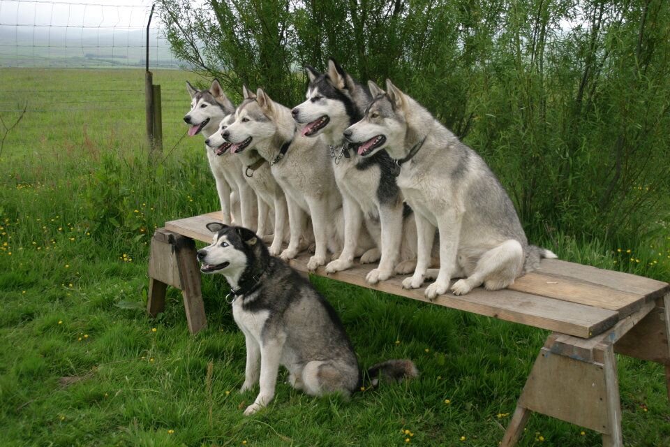 Супер лайки. Зсл и хаски. Сибирская лайка хаски. Западно сибирская лайка хантыйская. Мод на супер лайки.