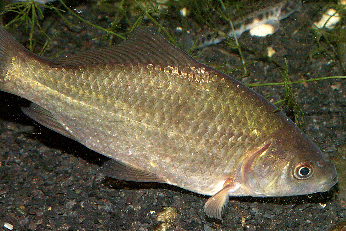 Рыба ти. Серебряный карась (Carassius gibelio). Carassius auratus gibelio. Карась рыба фото. Серебристый карась.