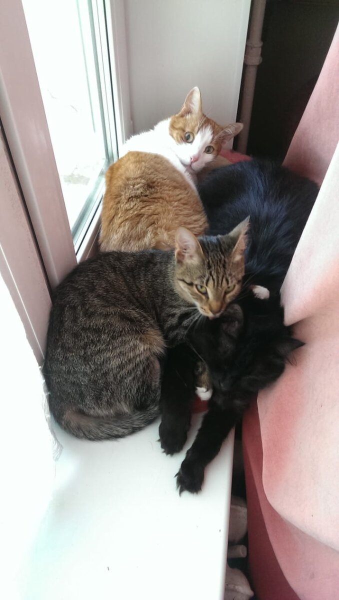 Своя атмосфера 