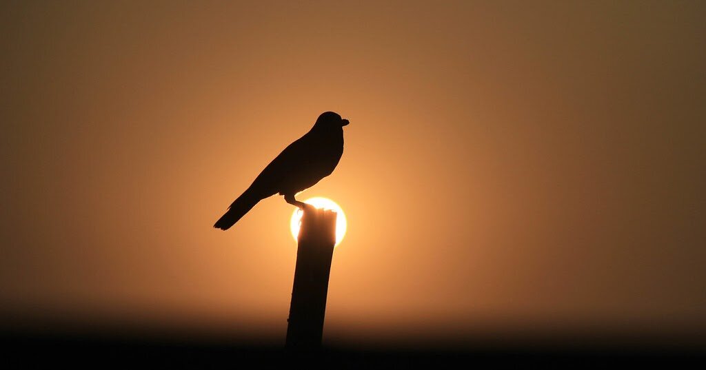 Вечерняя песня