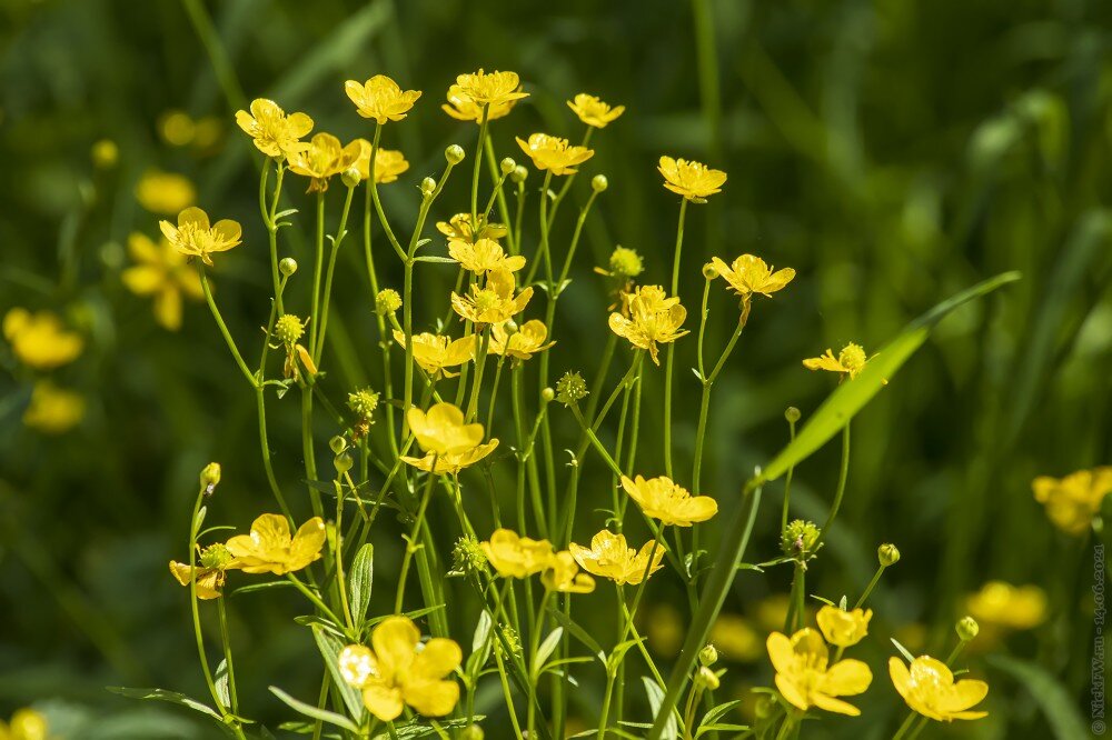 2. Жёлтенькие цветочки © NickFW.ru — 14.06.2021г.