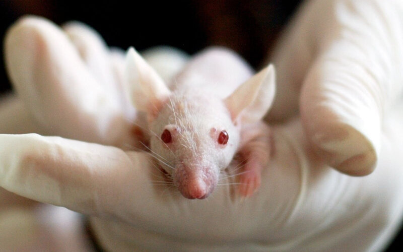 К зоонозным относятся около 60% всех заболеваний человека и около 75% всех инфекционных заболеваний в целом. Фото tiburi/Pixabay