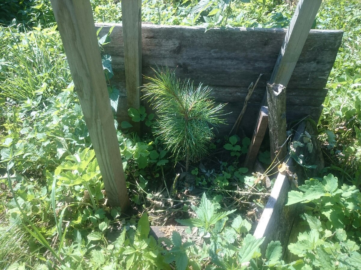 Этому кедрику 5-6 лет. Он высажен на солнечном месте, поэтому создали искусственную тень.