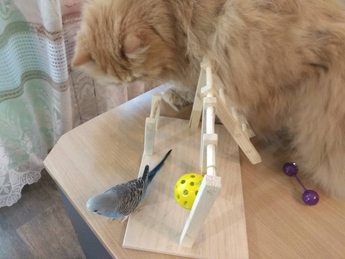 Макс и Перчик