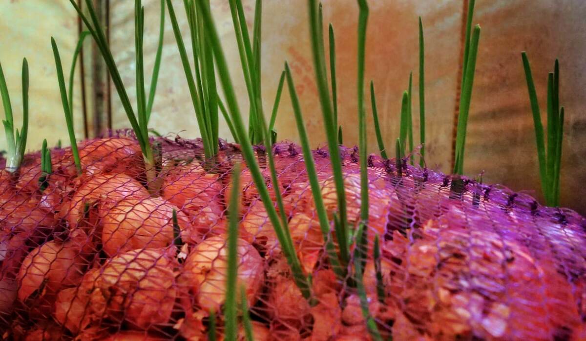 Разновидность урожая нашего огорода