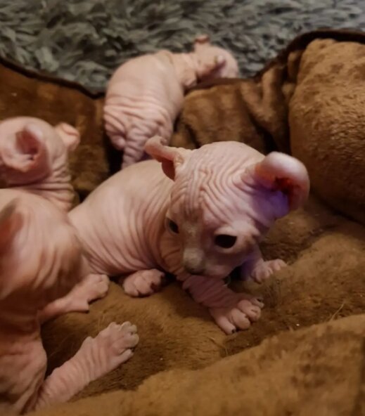 Вредные советы владельцам кошек