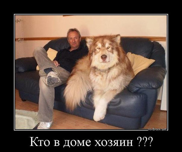 Картинка с просторов.