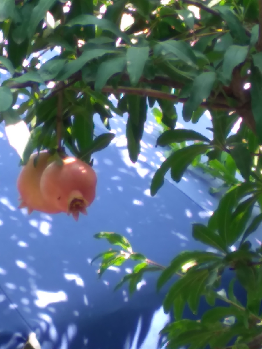 Фото автора. Гранат.