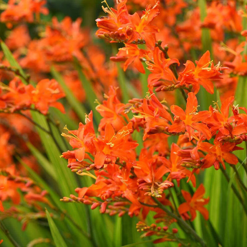 Монтбреция описание растения фото. Монтбреция Монпансье. Crocosmia paniculata. Крокосмия сухоцвет. Крокосмия белая.