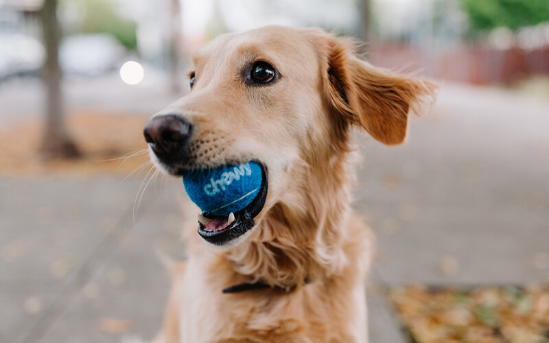 Тесты показывают, что собаки в два раза волков лучше улавливают человеческие сигналы. Фото Chevy/Unsplash
