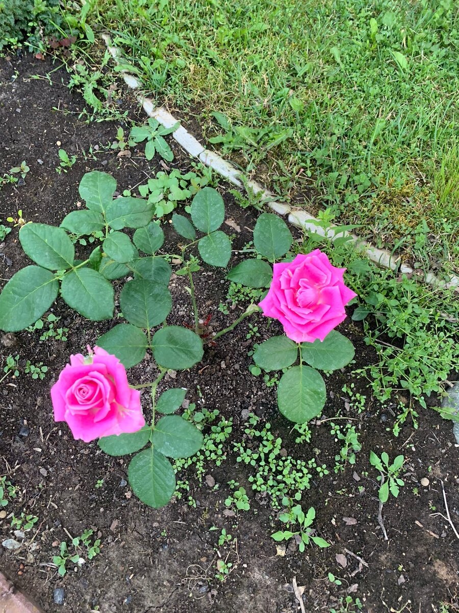 Добрый день, дорогие розоводы и любители роз!  Сегодня хочу рассказать о своей самой неудачной покупке сезона - розе Aqua!.-2-3