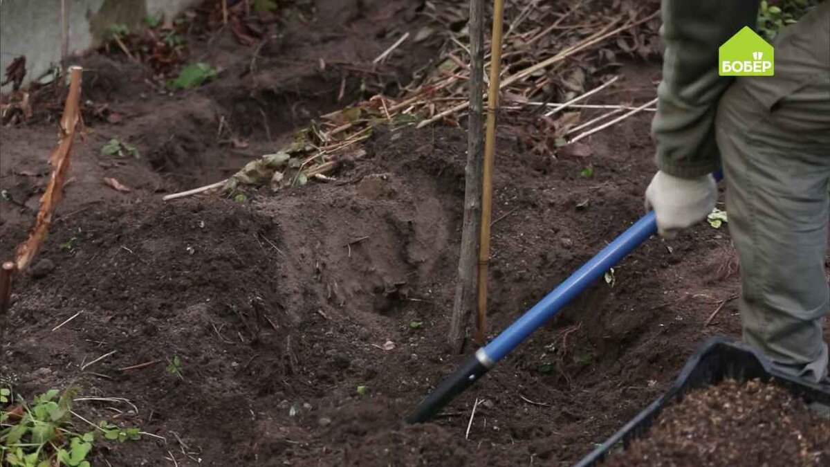 Аккуратно выкопайте штамбовую розу.