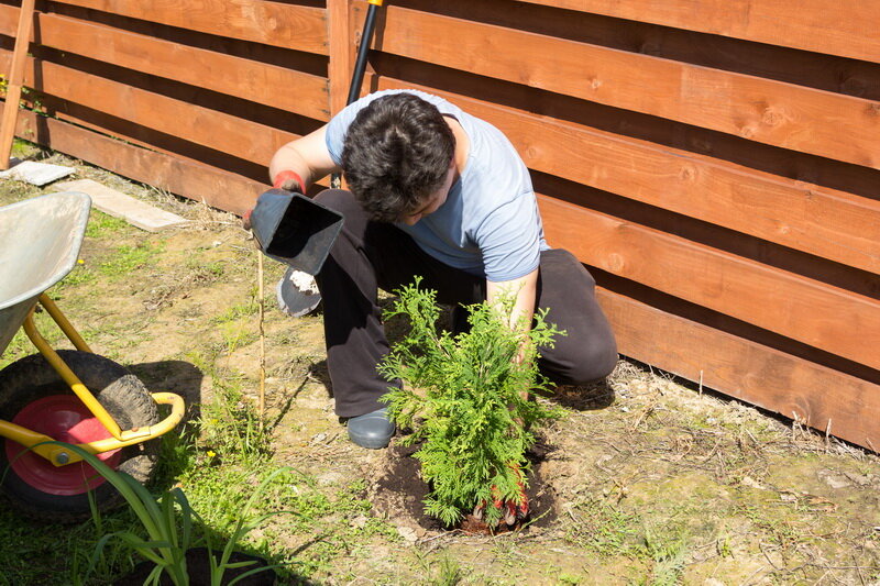 Саженец туи. Иллюстрация для статьи используется по стандартной лицензии ©dachnyedela.ru