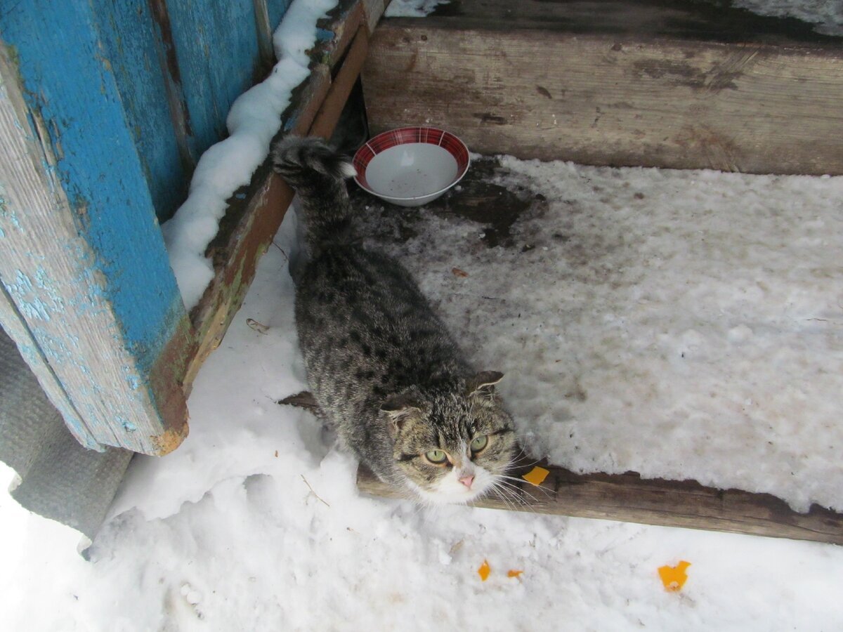 Мы назвали её Маруськой, а потом стали звать просто Машкой