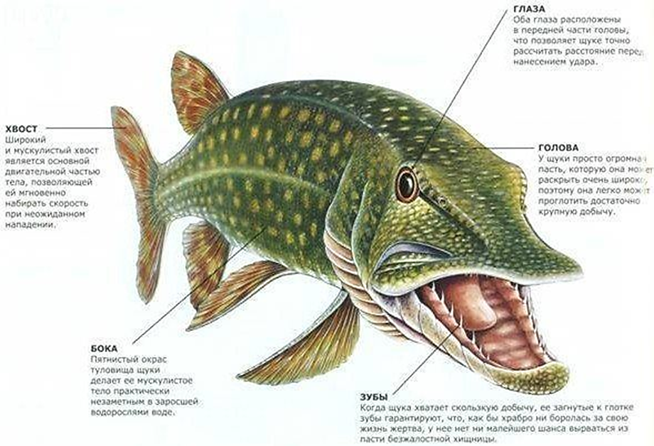 Фото с сайта: https://activefisher.net