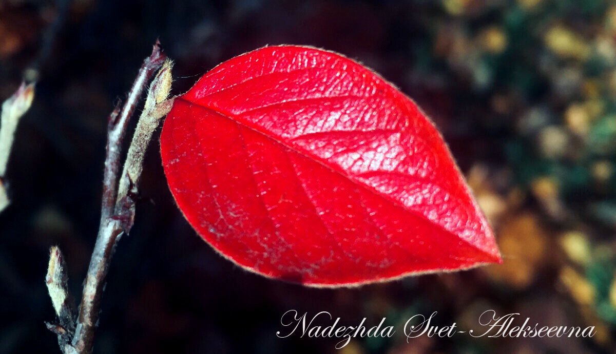 Осень. Красный лист. Фото автора 