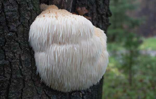 Фото Яндекс. Коллекции